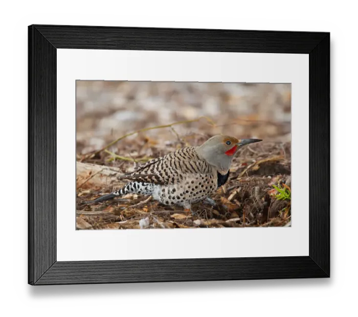 Framed Print : Northern flicker Framed Print : Northern flicker