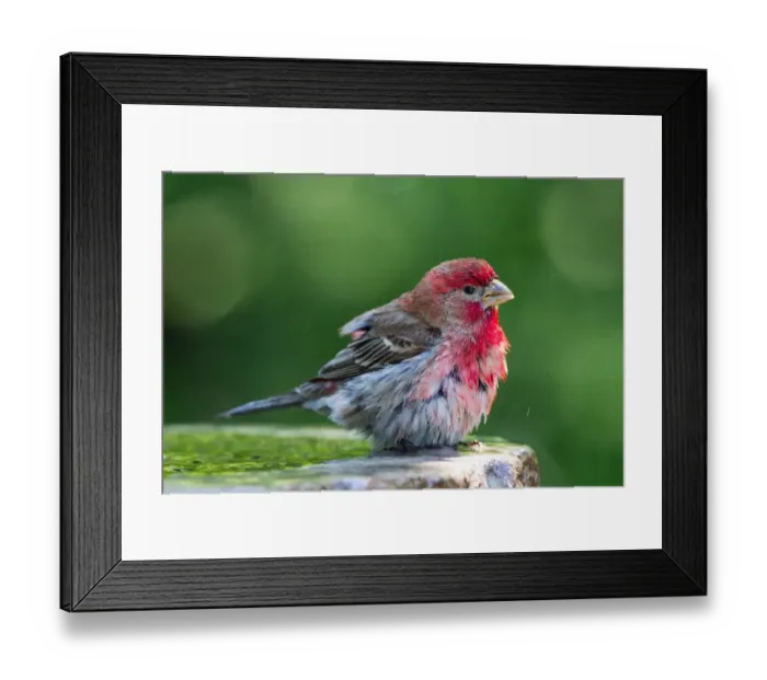 Framed Print : House Finch Framed Print : House Finch