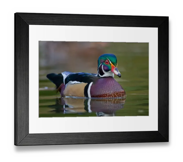 Framed Print : Wood duck. Male Wood duck Framed Print : Wood duck. Male Wood duck