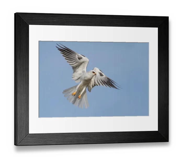 Framed Print : White tailed kite Framed Print : White tailed kite