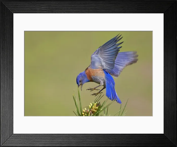Framed Print : Bluebird. Western Bluebird Framed Print : Bluebird. Western Bluebird