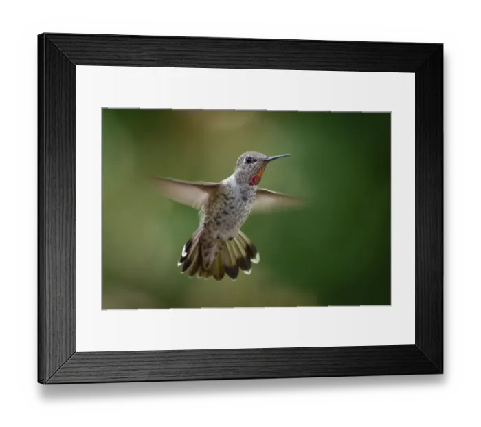 Framed Print : Annas Hummingbird Framed Print : Annas Hummingbird