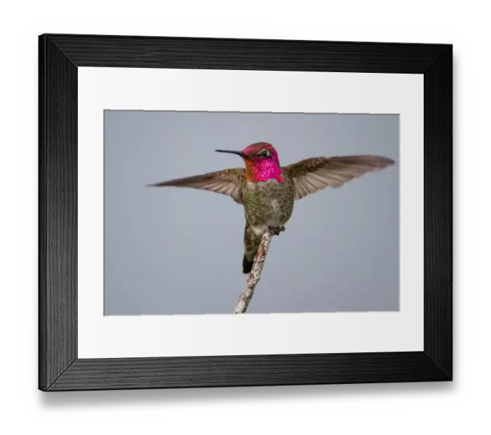 Framed Print : Annas Hummingbird