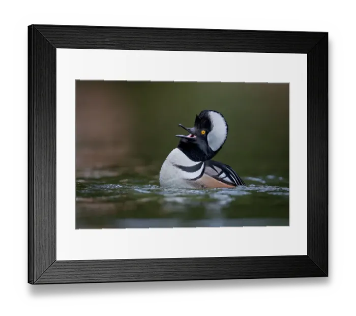 Framed Print : Hooded Merganser Framed Print : Hooded Merganser