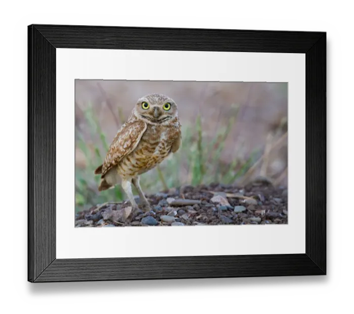 Framed Print : Owl in portrait Framed Print : Owl in portrait