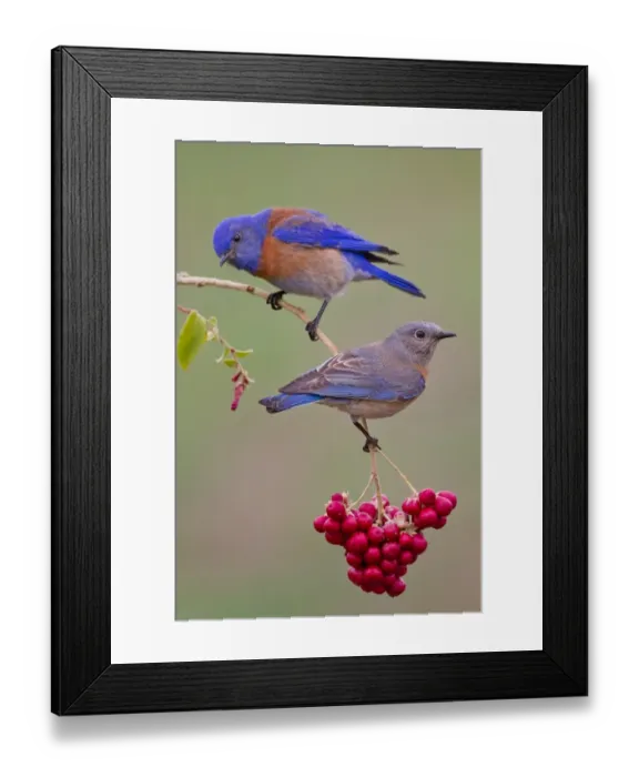 Framed Print : Bluebird. Western Bluebird couple Framed Print : Bluebird. Western Bluebird couple