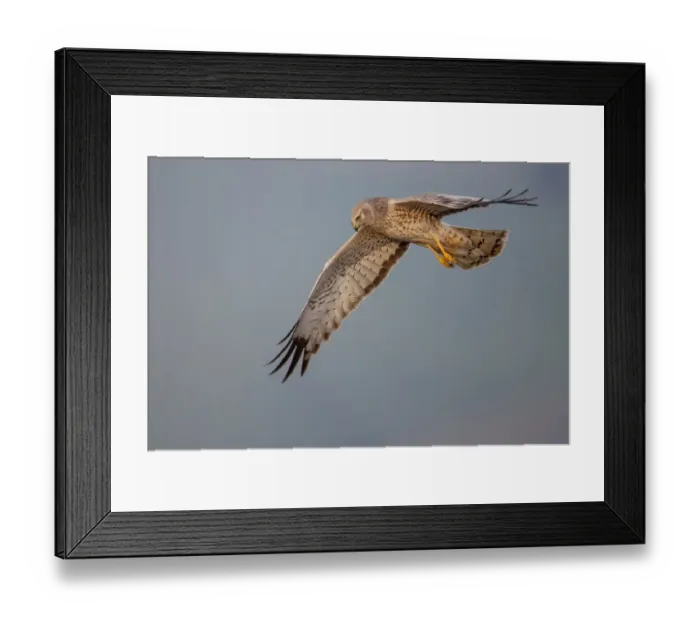 Framed Print : Northern harrier Framed Print : Northern harrier