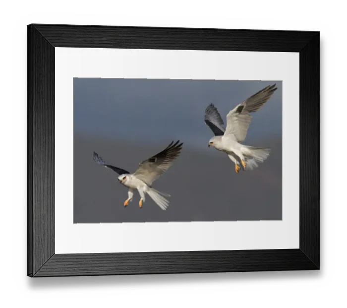 Framed Print : White-tailed Kite Framed Print : White-tailed Kite