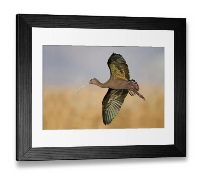 Framed Print : White-faced Ibis Framed Print : White-faced Ibis
