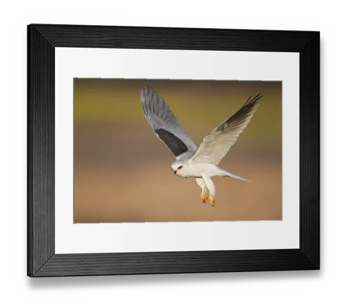 Framed Print : White-tailed Kite Framed Print : White-tailed Kite