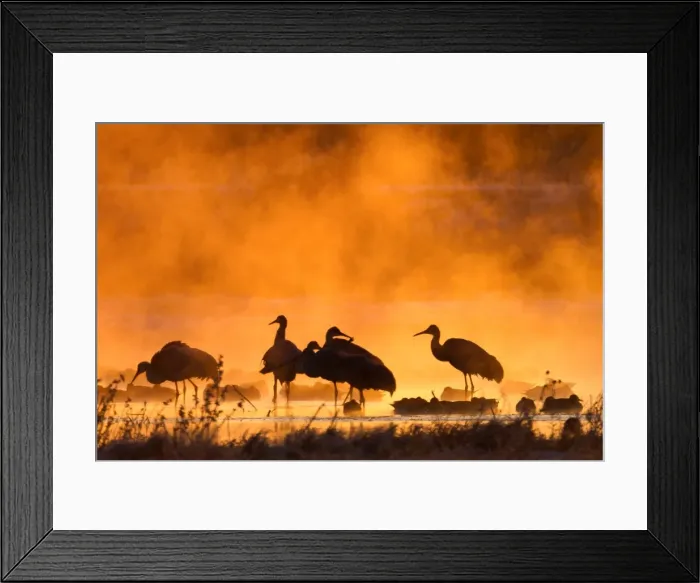 Framed Print : Misty cranes Framed Print : Misty cranes