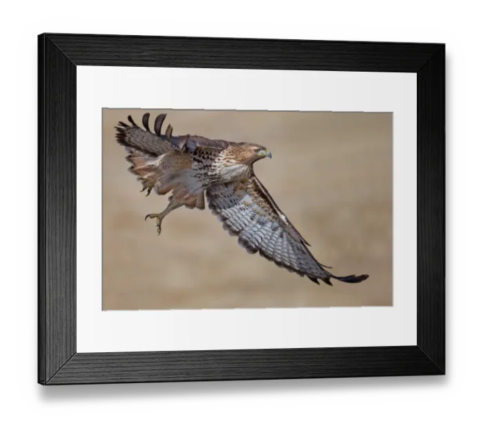 Framed Print : Red-tailed Hawk Framed Print : Red-tailed Hawk