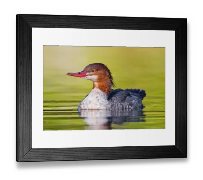 Framed Print : Common Merganser Framed Print : Common Merganser