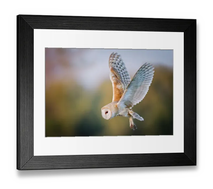 Framed Print : Barn Owl in flight Framed Print : Barn Owl in flight