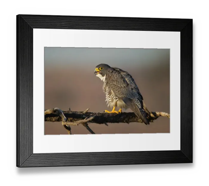 Framed Print : Peregrine Falcon Framed Print : Peregrine Falcon