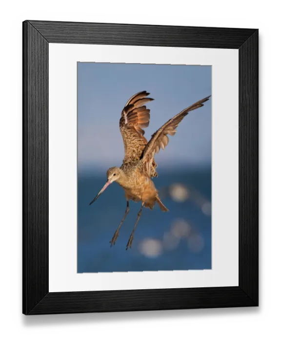 Framed Print : Marbled Godwit Framed Print : Marbled Godwit