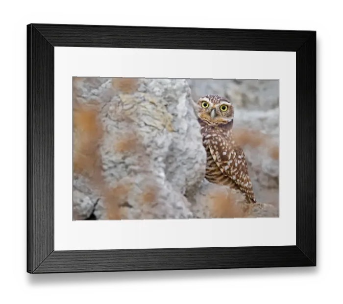 Framed Print : Burrowing Owl Framed Print : Burrowing Owl
