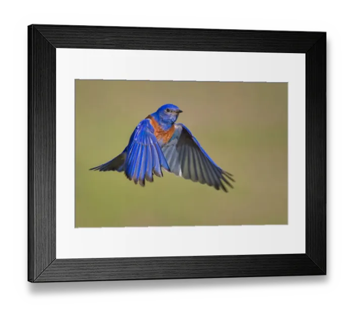 Framed Print : Mr. Bluebird Framed Print : Mr. Bluebird
