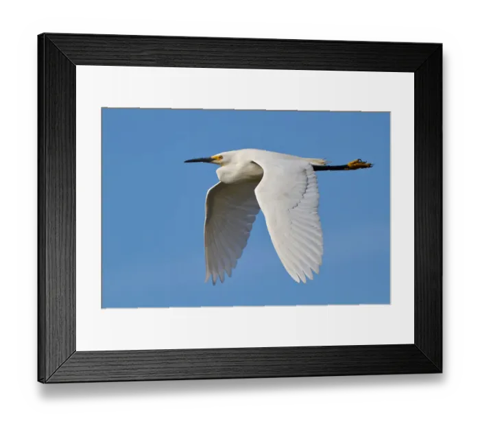 Framed Print : Snowy Egret Framed Print : Snowy Egret