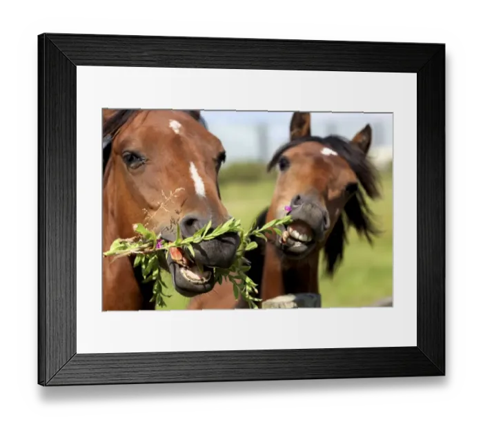 Framed Print : Horses don t like to share their food Framed Print : Horses don t like to share their food