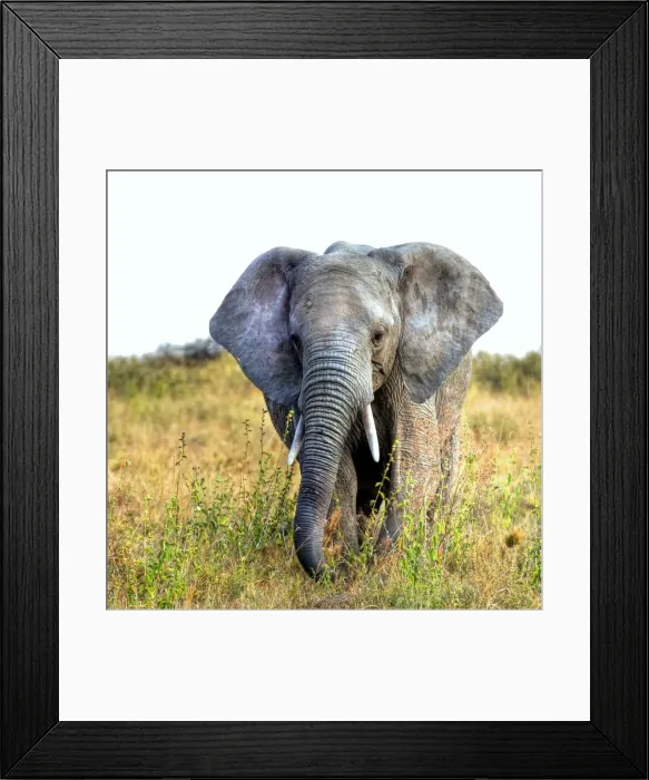 Framed Print : Moments of Truth Framed Print : Moments of Truth