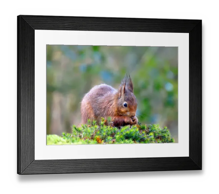 Framed Print : Little red squirrel is nibbling on a hazelnut Framed Print : Little red squirrel is nibbling on a hazelnut