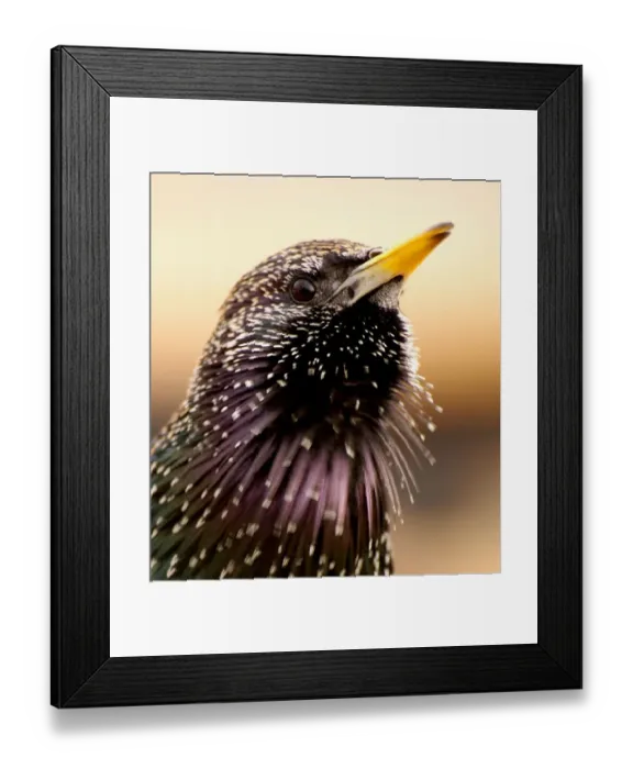 Framed Print : Starling ( Sturnus vulgaris ) Framed Print : Starling ( Sturnus vulgaris )