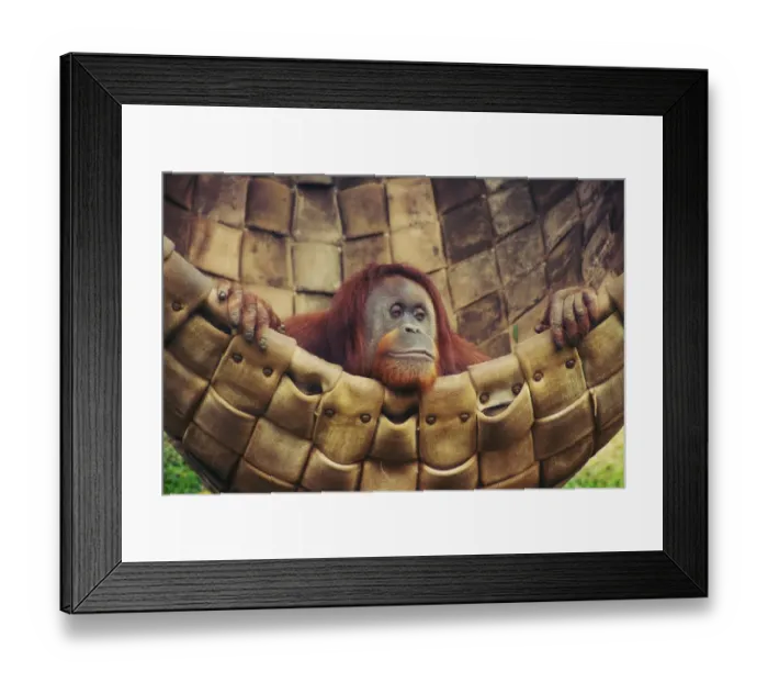 Framed Print : Resting Female Orangutan Framed Print : Resting Female Orangutan