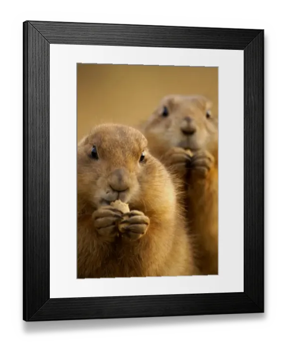Framed Print : Prairie dogs ( Cynomys )