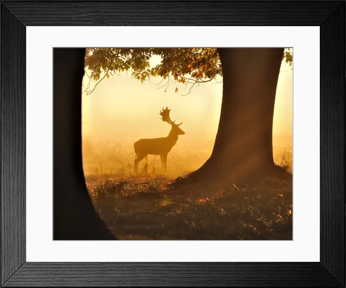 Framed Print : Fallow Deer Framed Print : Fallow Deer