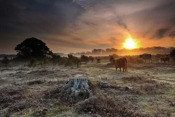 Dawn in New Forest