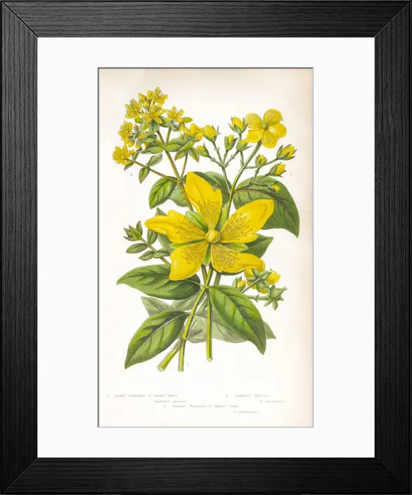 Framed Print : St. Johns Wort Victorian Botanical Illustration Framed Print : St. Johns Wort Victorian Botanical Illustration