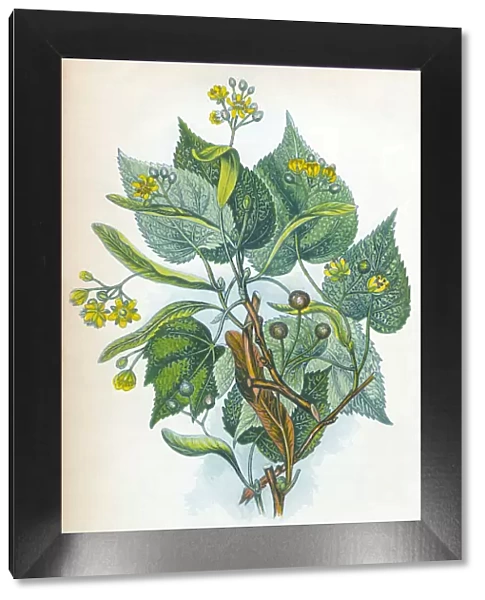 Lime Tree Victorian Botanical Illustration