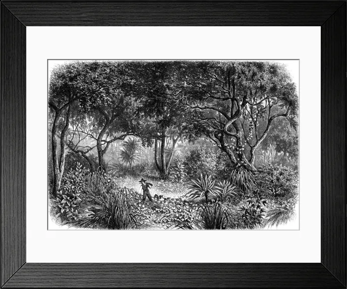 Framed Print : jungle. Georg August Schweinfurth in jungle Framed Print : jungle. Georg August Schweinfurth in jungle