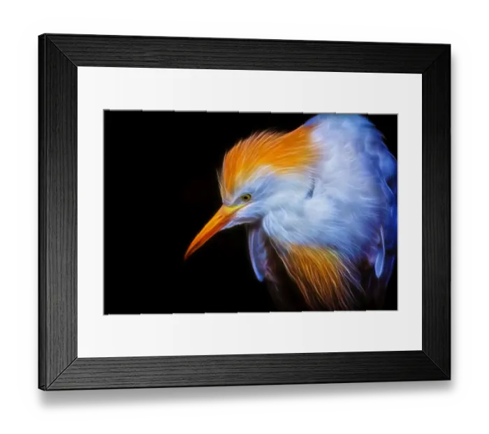Framed Print : Portrait of an Egret in Neon Framed Print : Portrait of an Egret in Neon