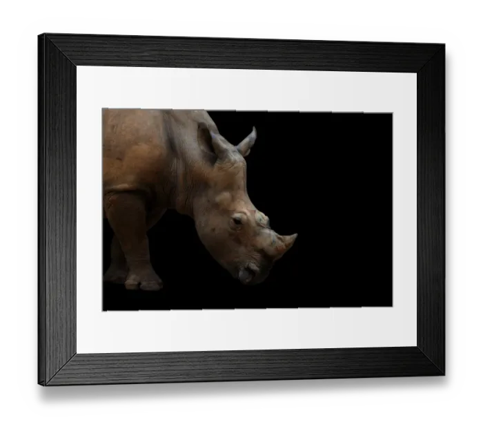 Framed Print : Portrait of a White Rhino
