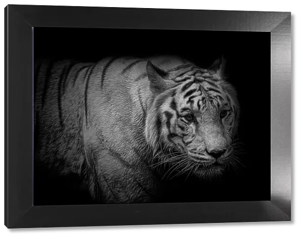 White Tiger Portrait Monochrome