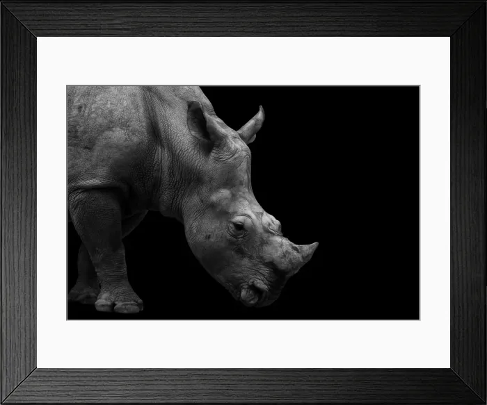 Framed Print : Southern White Rhinoceros Portrait Monochrome Framed Print : Southern White Rhinoceros Portrait Monochrome