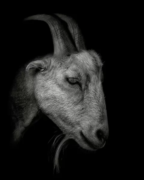 Goat Portrait Monochrome