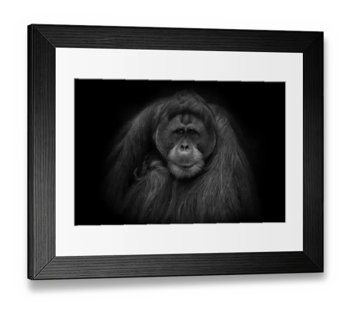 Framed Print : Orangutan Portrait in Black and White Framed Print : Orangutan Portrait in Black and White