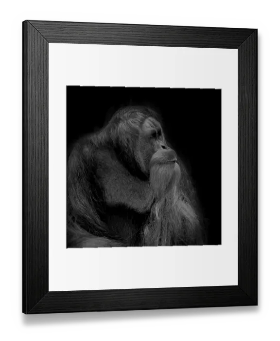 Framed Print : Orangutan Looking Up Portrait Monochrome Framed Print : Orangutan Looking Up Portrait Monochrome