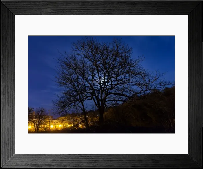 Framed Print : Moon Rise behind Tree Silhouette Framed Print : Moon Rise behind Tree Silhouette