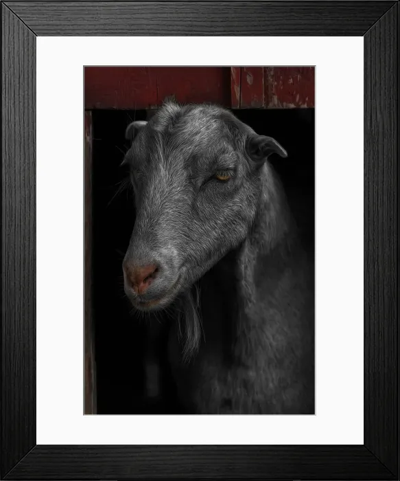 Framed Print : Goat in Red Barn Portrait Framed Print : Goat in Red Barn Portrait