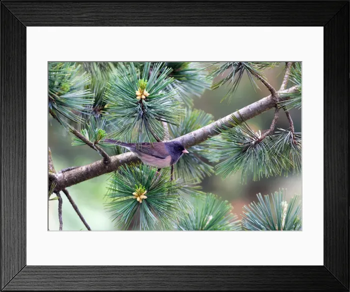 Framed Print : Dark-eyed Junco on a tree Branch Framed Print : Dark-eyed Junco on a tree Branch