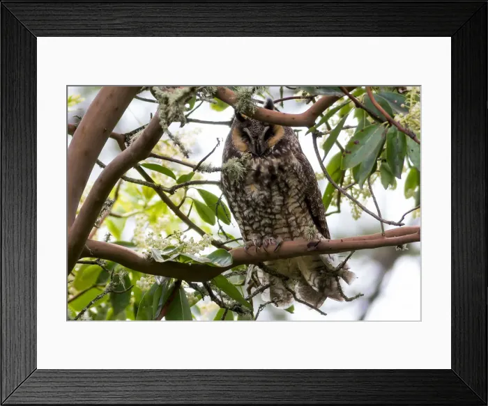 Framed Print : Long-Eared Owl Perched on a Tree Framed Print : Long-Eared Owl Perched on a Tree