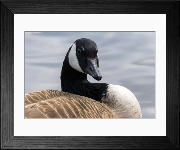 Framed Print : Canada Goose Closeup Portrait