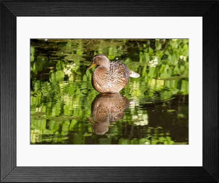Framed Print : Female Mallard Duck Reflection in Lake Framed Print : Female Mallard Duck Reflection in Lake