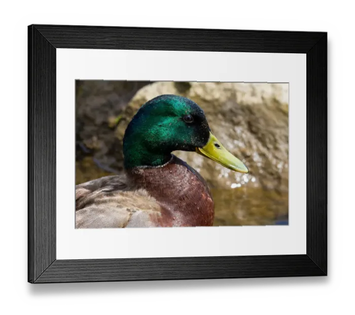 Framed Print : Male Mallard Duck Closeup