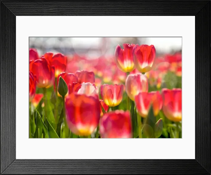 Framed Print : Pink and Yellow Tulips in Bloom Framed Print : Pink and Yellow Tulips in Bloom
