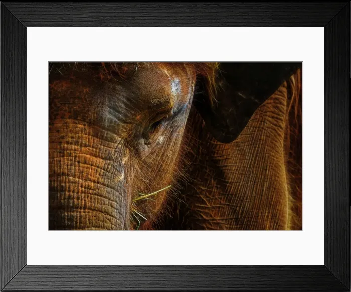 Framed Print : Portrait of an Asian Elephant Framed Print : Portrait of an Asian Elephant